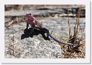 11SerengetiToSopa - 08 * Male Agama lizard.